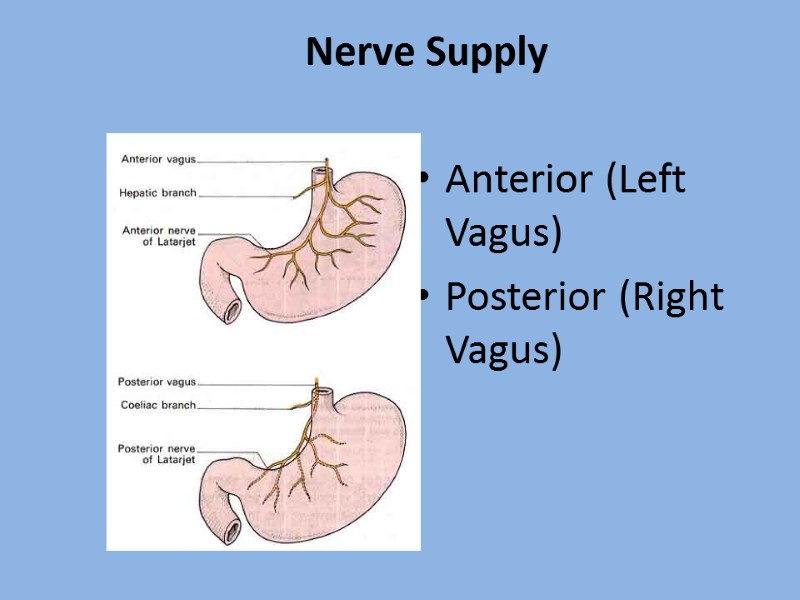 Nerve Supply  Anterior (Left Vagus) Posterior (Right Vagus)